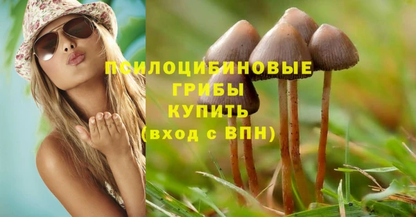 стаф Вязьма